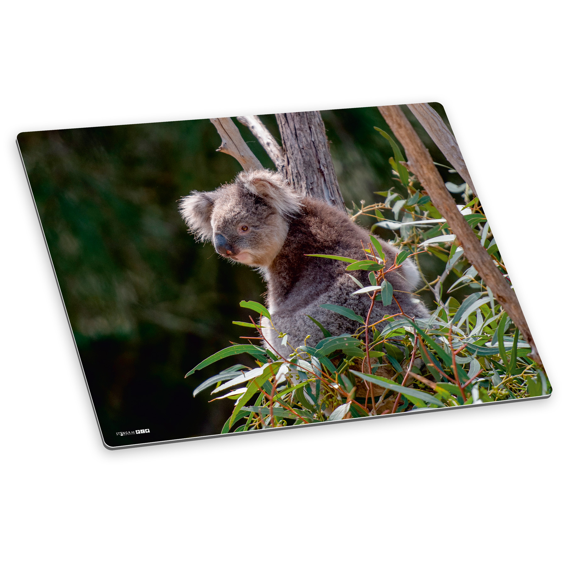 itenga Deluxe Schreibtischunterlage Koala 50x40cm Kunst...