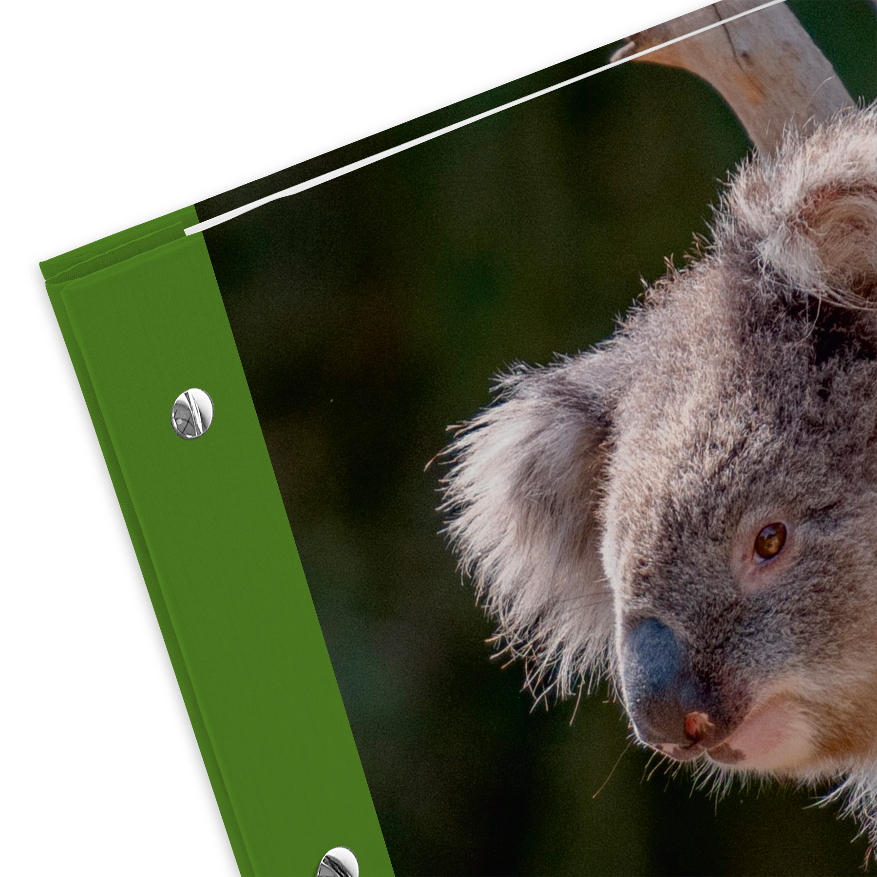 itenga Zeugnismappe A4 mit Schraubverschluss Motiv Koala