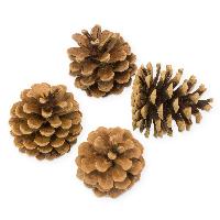 gro�e Deko Tannenzapfen 0,5kg ca 25 St�ck ca. 4-8cm Zapfen